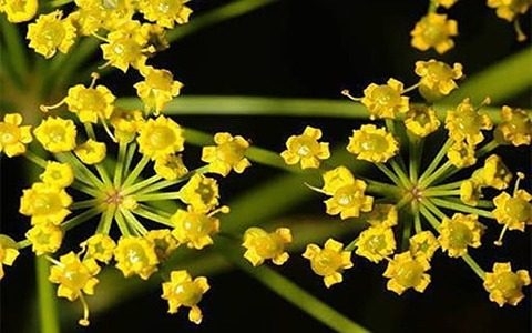 آنغوزه وحشی و کمیاب با قیمت رقابتی + برای صادرات به چین و هند